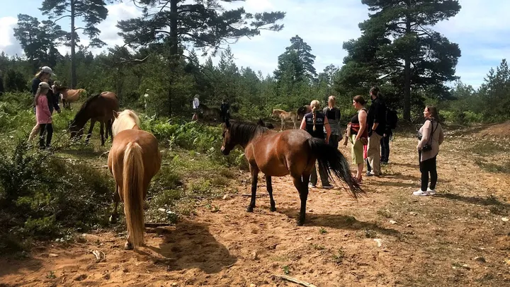 Guidad tur i russparken på Lojsta hed – Hemse