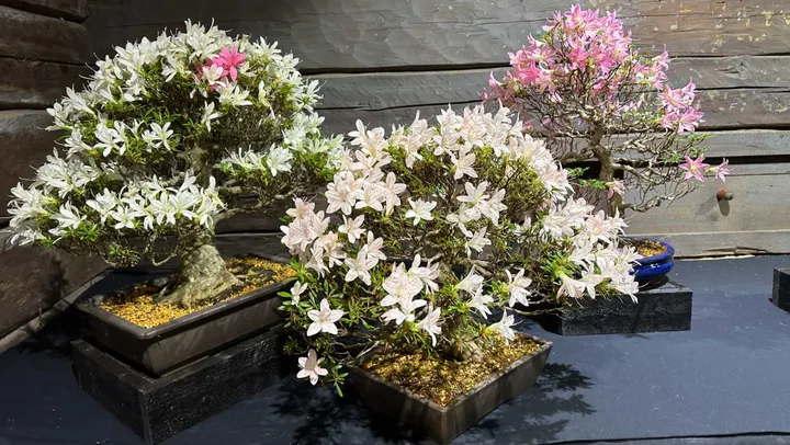 Blommande bonsai – Göteborg