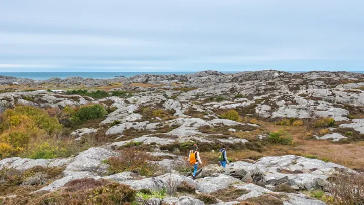 De Vilda Blommornas Dag – Göteborg