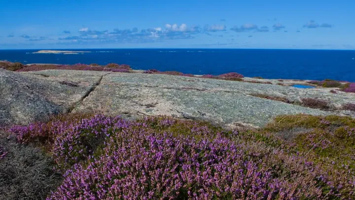 Blomstervandring Ljungen blommar – Göteborg