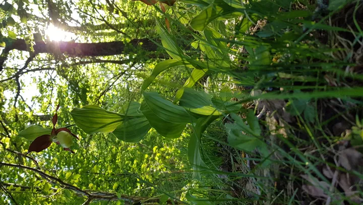 Gratis guidad naturvandring: Skärboskogens hemlighet – Bengtsfors