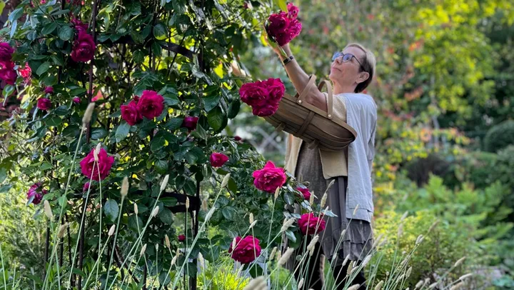 Så lyckas du med med rosor i trädgården – Göteborg