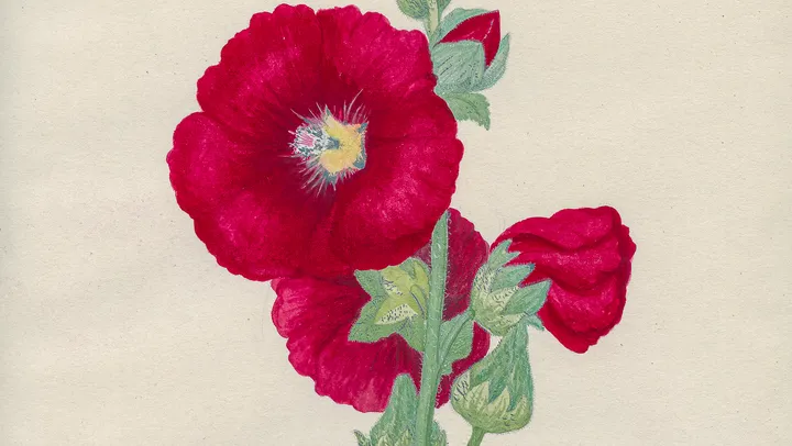 Sådan kärlek till blommor – Göteborg