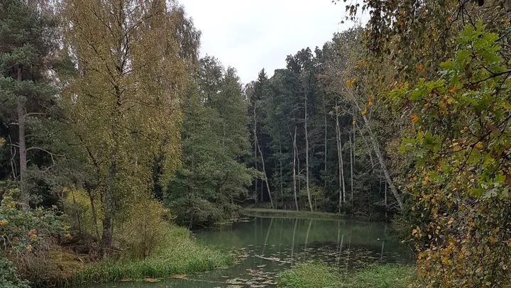 Sommarvandring vid Lillån - skogen som kraftkälla – Vänersborg