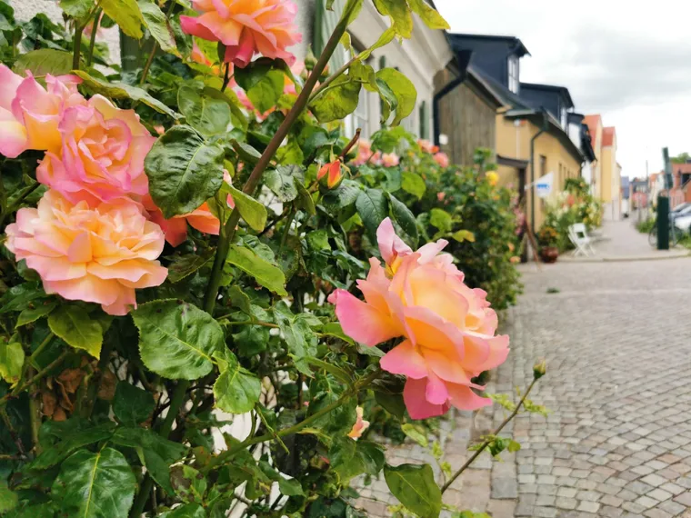 Free Tours Visby - Guidad tur i Visby på engelska – Visby