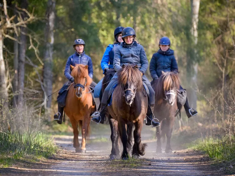 Ridning på islandshästar i Gothem under Senior-oktober – .