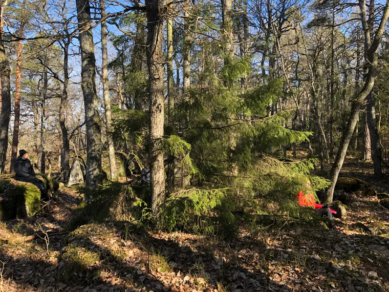 Naturens läkande kraft för återhämtning och ny energi 