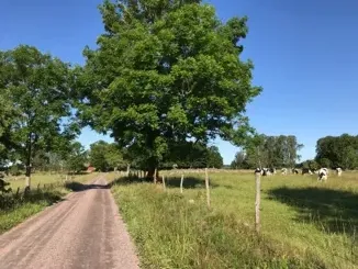 Enmilavandring - start på Kulturreservatet Vallby Sörgården