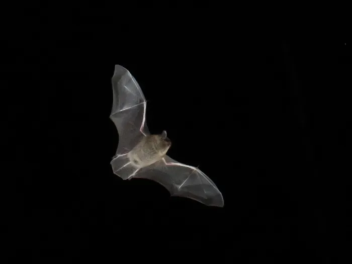 International bat night