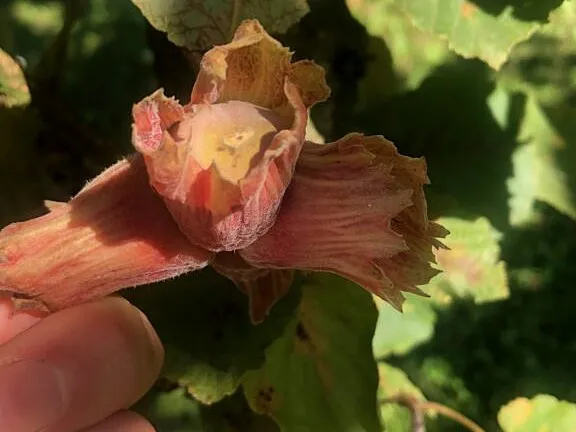 Nötodling – från plantering till skörd och försäljning