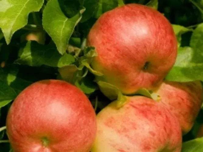 Upptäck naturbruksgymnasiet Sötåsen