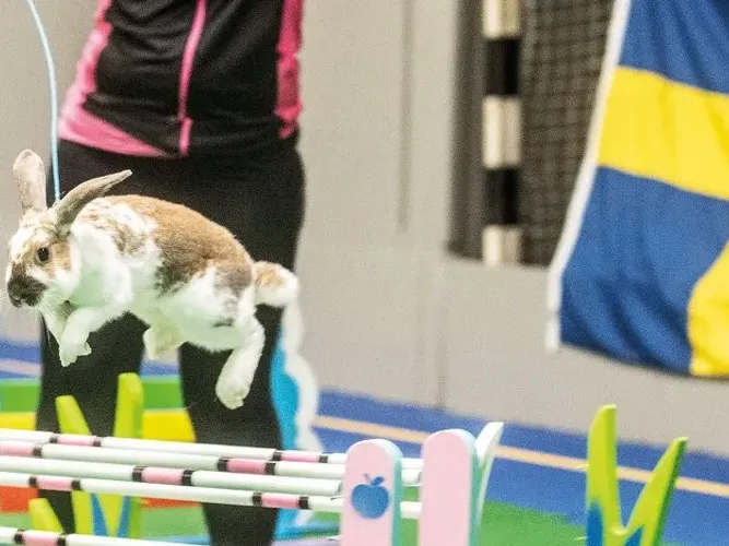 EM i kaninhoppning