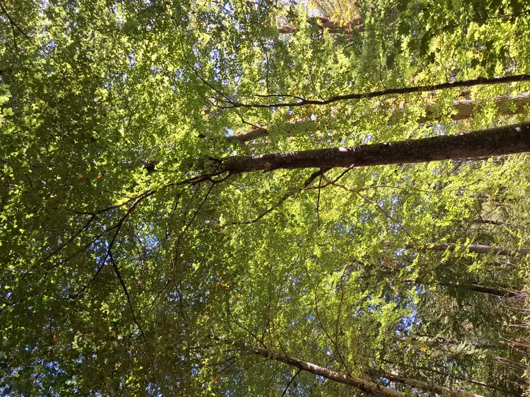 Höstvandring i Ekedalens lummiga bokskog