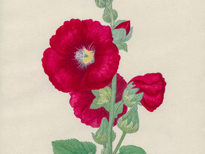 Sådan kärlek till blommor