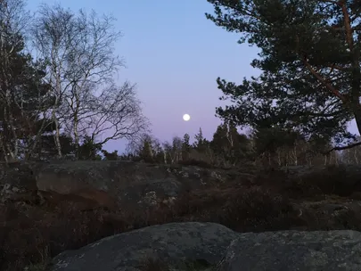 Skogsbad i månsken