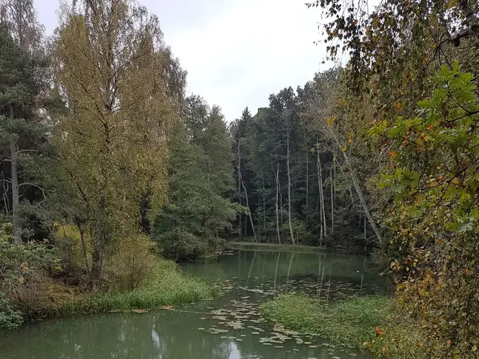 Höstvandring vid Lillån - skogen som kraftkälla